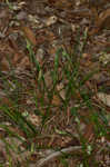 Sandywoods sedge